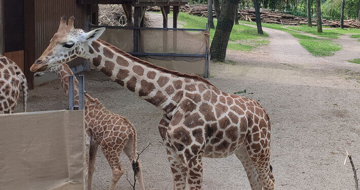 Giraffenanlage im Zoo Schmiding