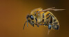 Das Bild zeigt eine Biene im Flug.